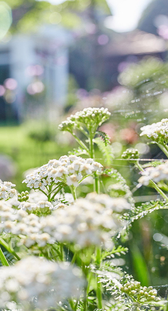 萊茵堡私宅花園