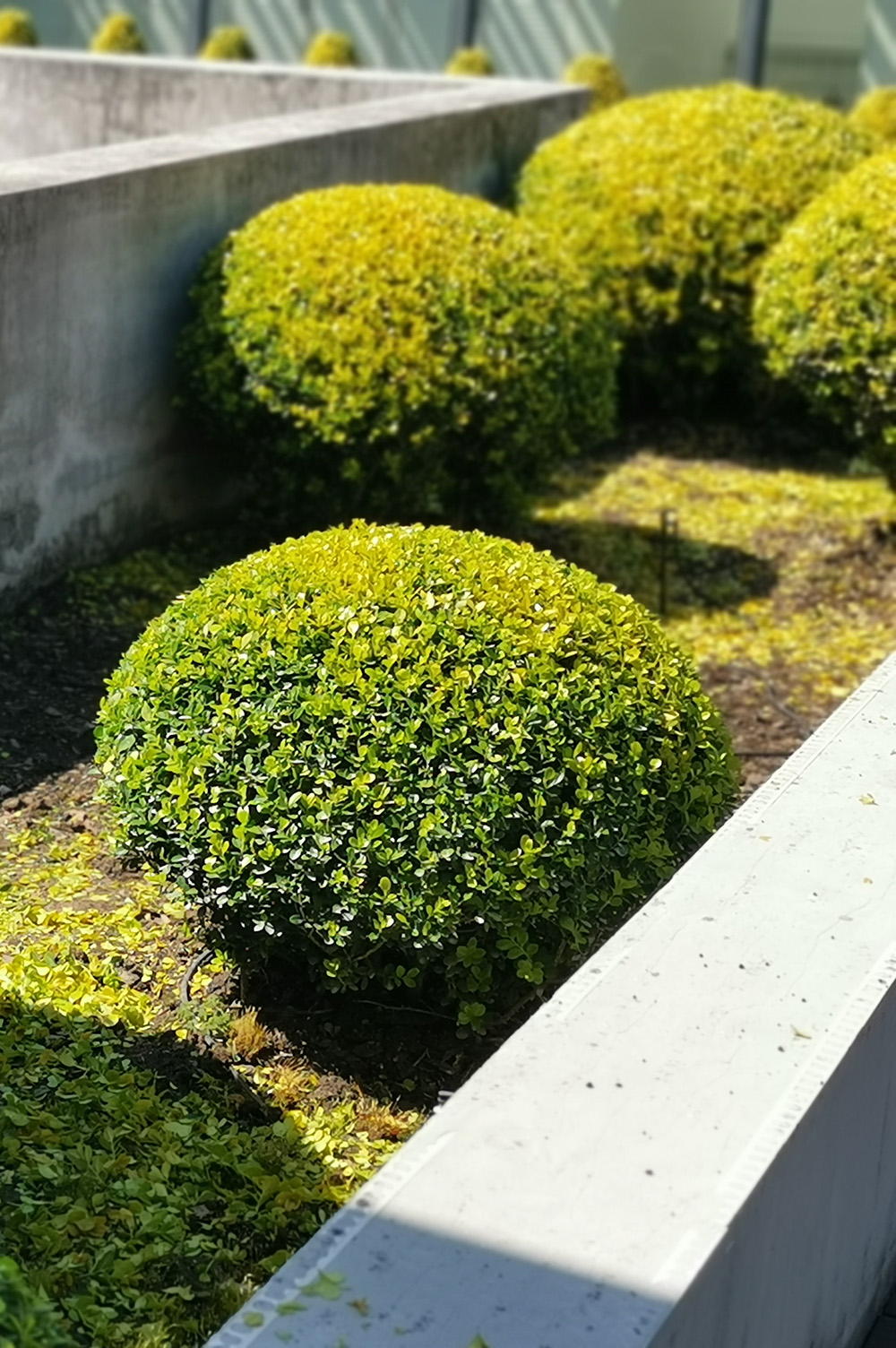 元一科技屋頂花園