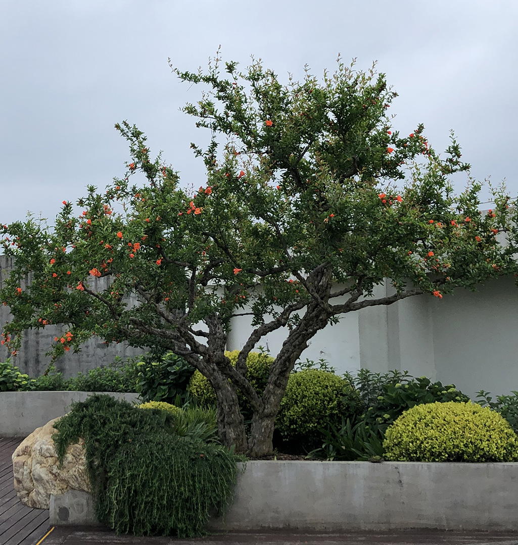 元一科技屋頂花園